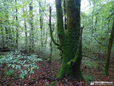 Valle del Baztán_Navarra; floracion cieza refugio respomuso ruta lagos de covadonga pueblos negros 